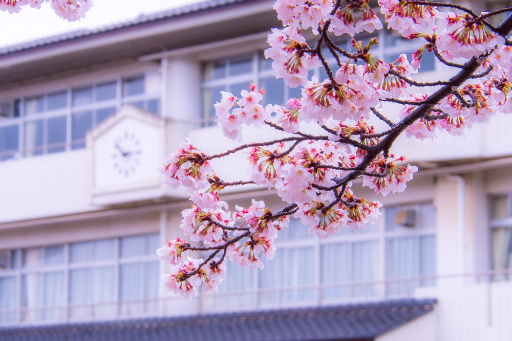 桜と校舎