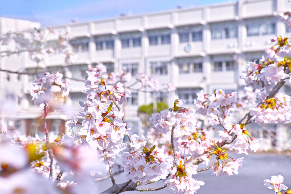 桜と校舎